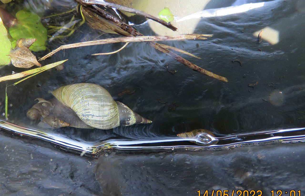  Pond Snail 